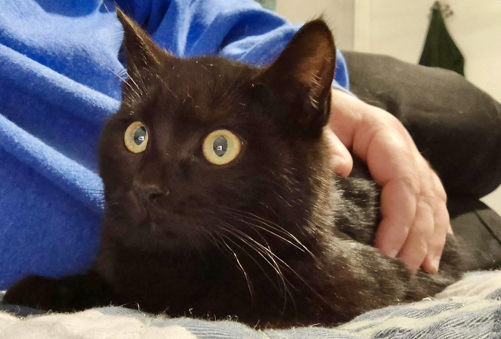 Enlarge Brothers Benny & Jet, a Adoptable Domestic Short Hair in Tillamook, OR image 5/6