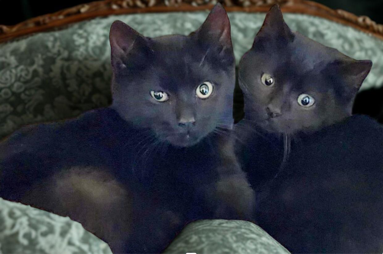 Brothers Benny & Jet