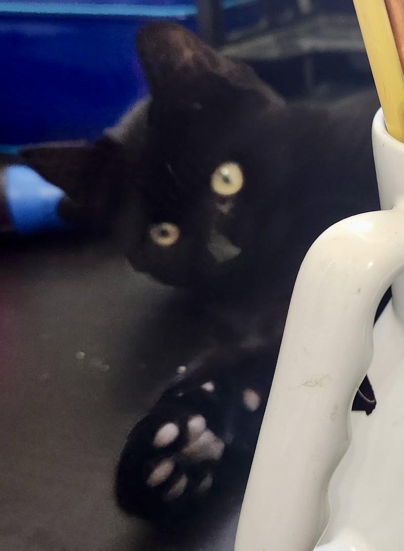 Enlarge Brothers Benny & Jet, a Adoptable Domestic Short Hair in Tillamook, OR image 6/6