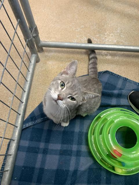 Gobbles, Adoptable, Adult Male Domestic Short Hair.