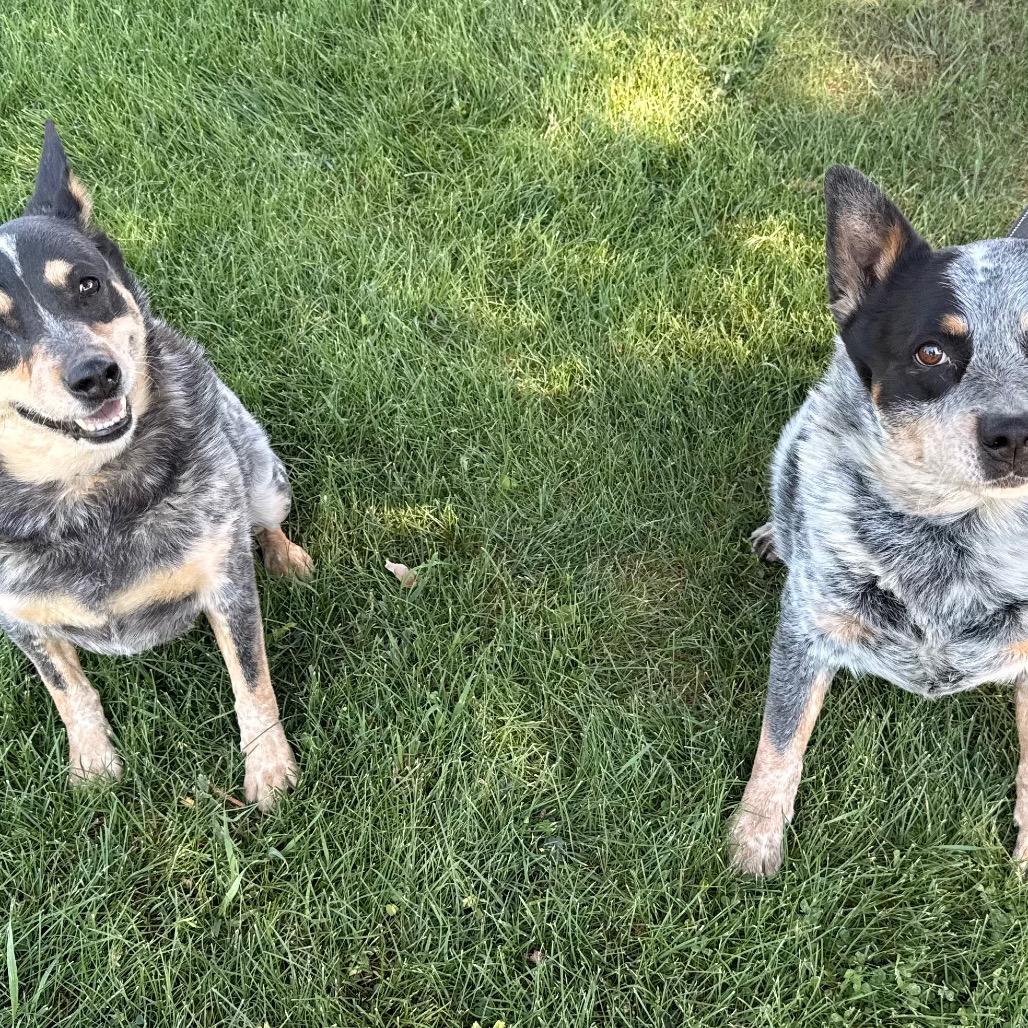 Trigger, Adoptable, Senior Male Australian Cattle Dog / Blue Heeler.