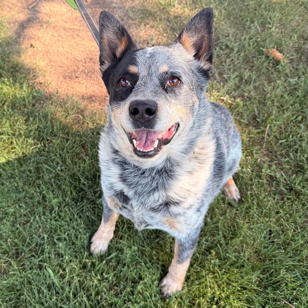 Enlarge Trigger, a Adoptable Australian Cattle Dog / Blue Heeler in Rangely, CO image 2/2