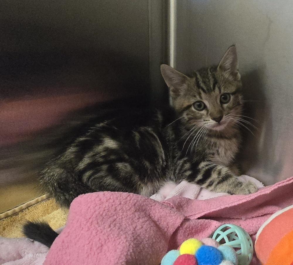Enlarge Jameson, a Adopted Domestic Short Hair in Dickson, TN image 2/2