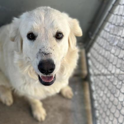 Bella, Adopted, Adult Female Retriever.