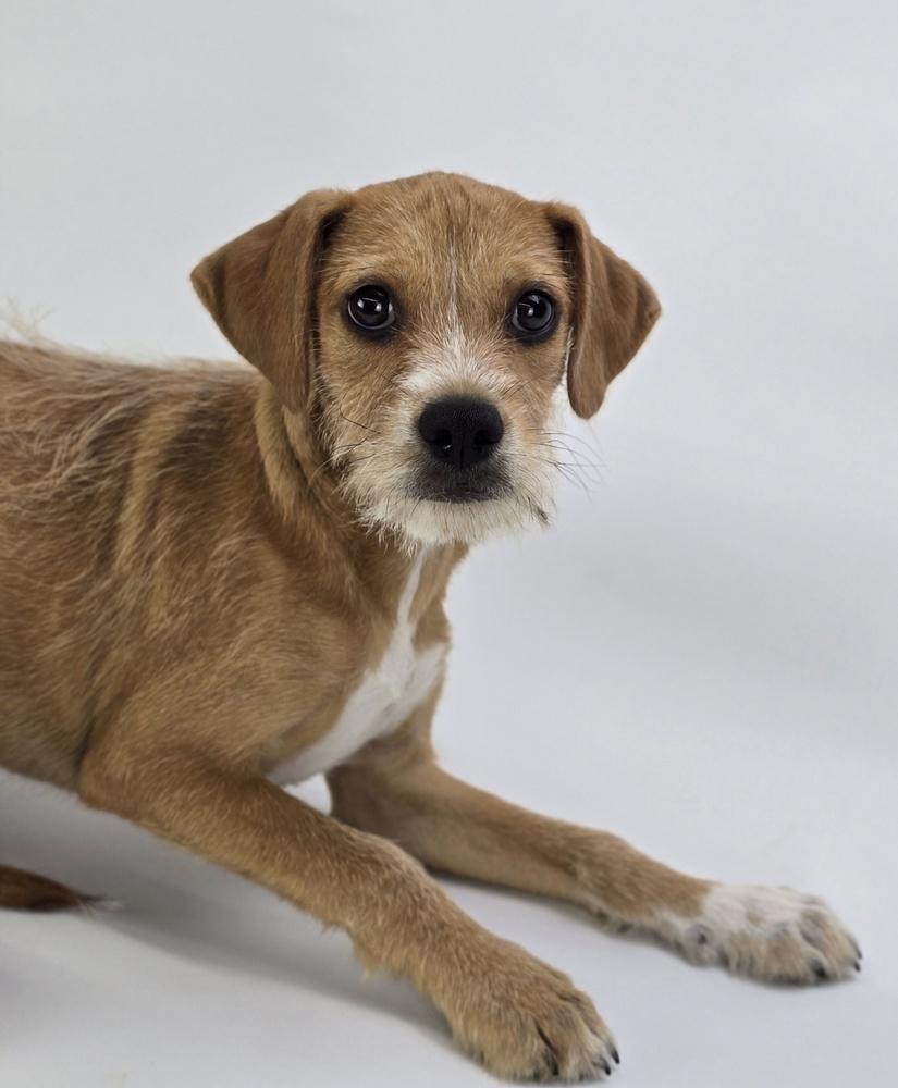 Enlarge Toby, a Adoptable mixed breed in Sedalia, CO image 1/4