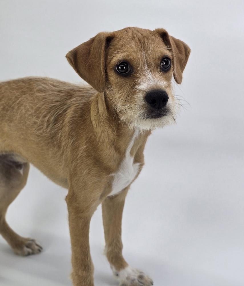 Enlarge Toby, a Adoptable mixed breed in Sedalia, CO image 2/4