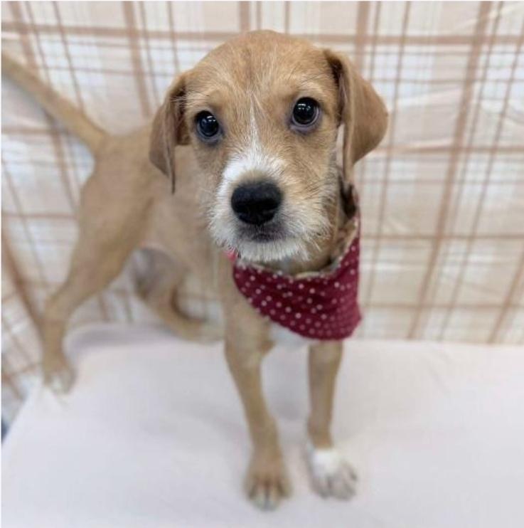 Enlarge Toby, a Adoptable mixed breed in Sedalia, CO image 3/4
