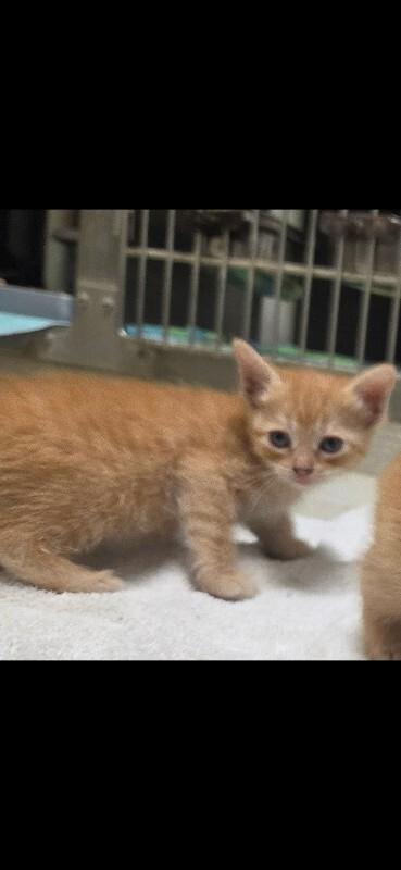 Enlarge Reese, a Adoptable Domestic Medium Hair in Bluffton, IN image 1/1