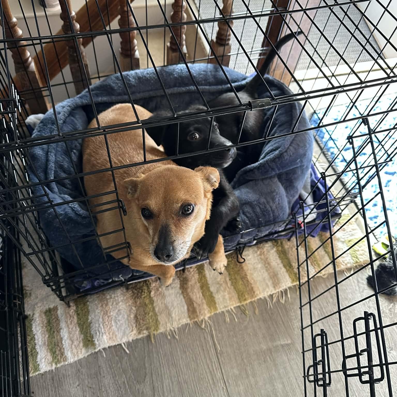 Enlarge Frack, an adopted mixed breed in Lincoln, NE image 3/3