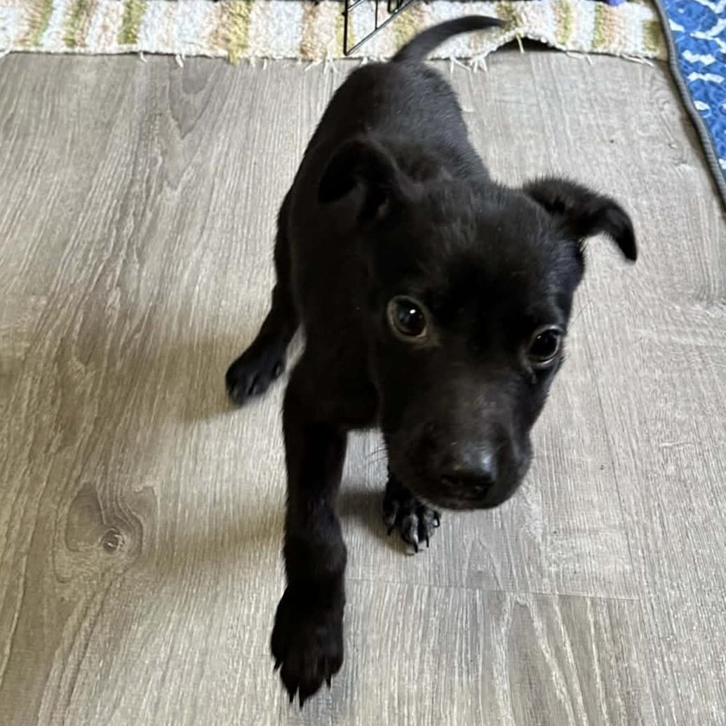 Enlarge Frack, an adopted mixed breed in Lincoln, NE image 2/3