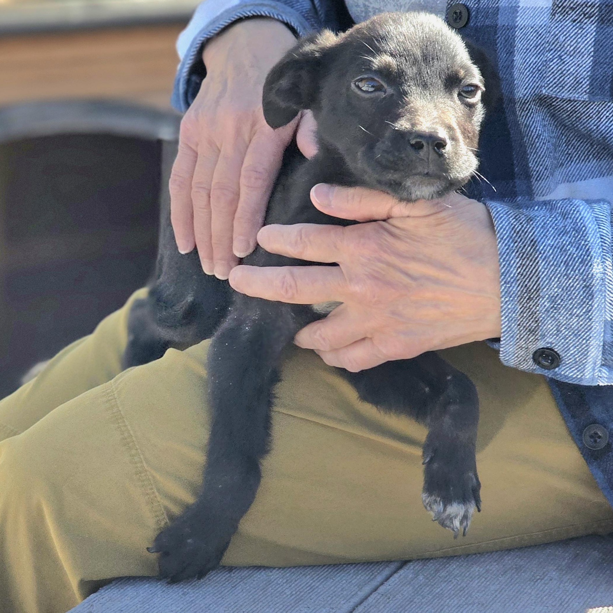 Frack, adopted, Puppy Male Border Collie.