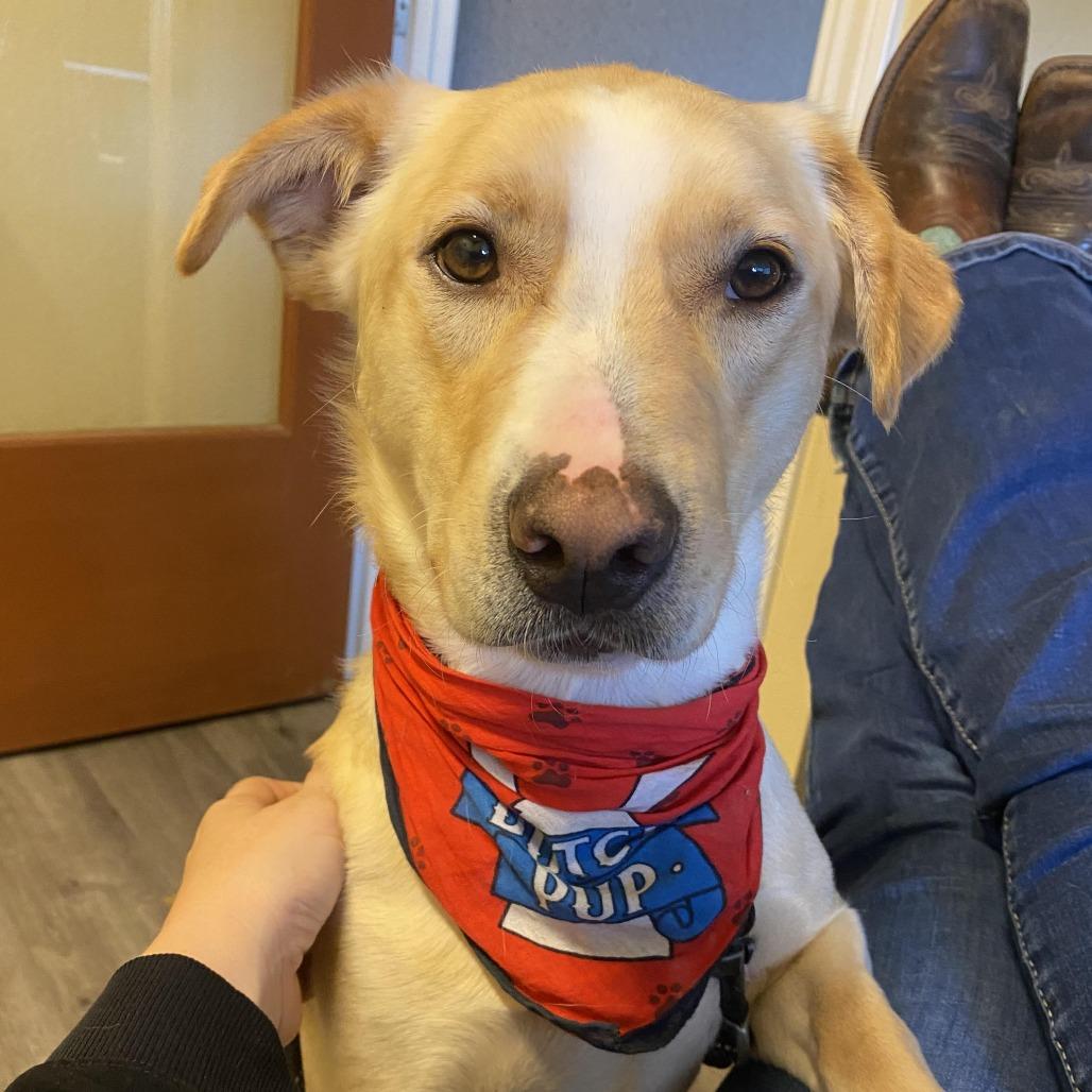 Baymax, Adoptable, Adult Male Mixed Breed.