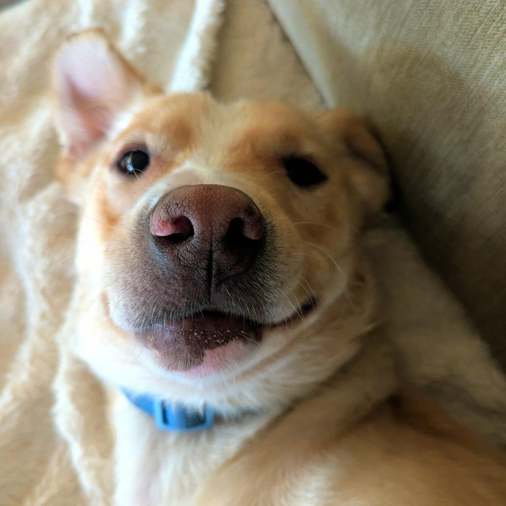 MAX, a Adoptable mixed breed in Sonoma, CA image 2/6