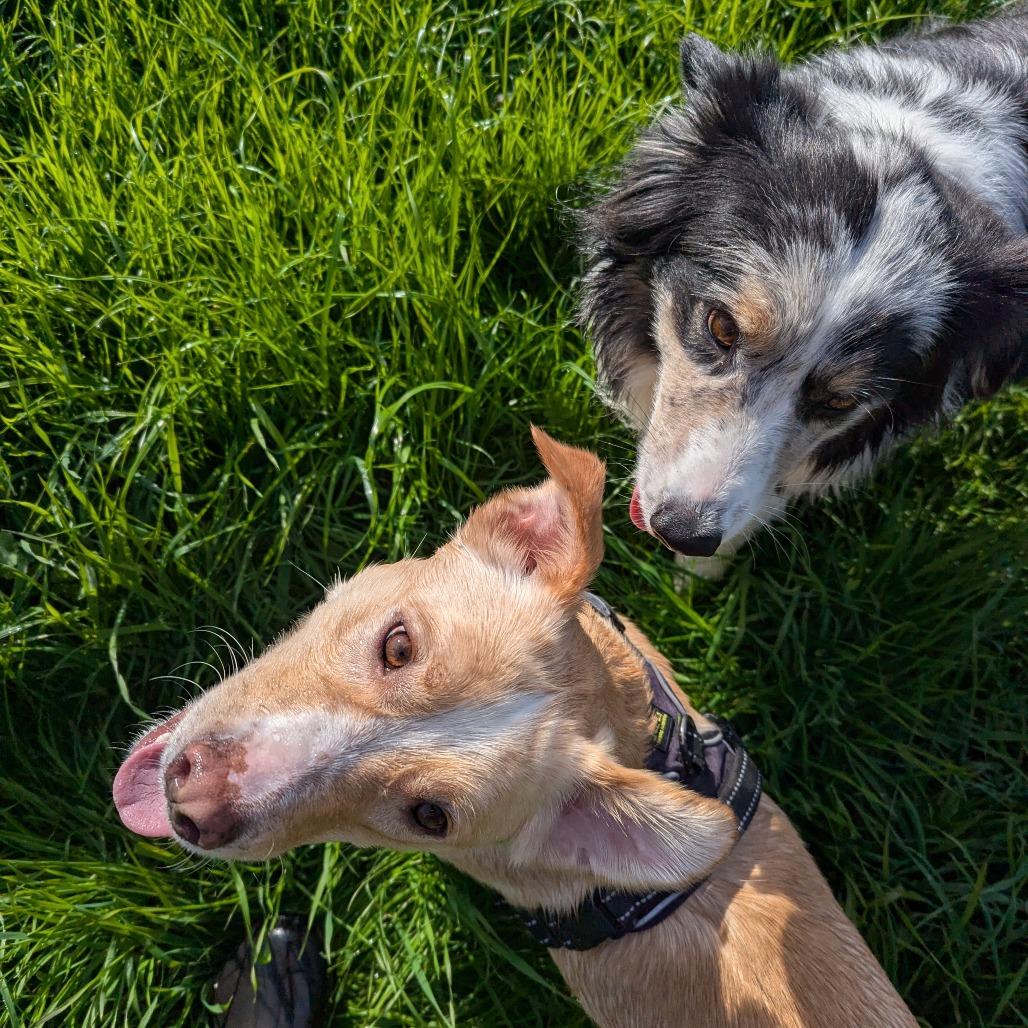 MAX, a Adoptable mixed breed in Sonoma, CA image 3/6