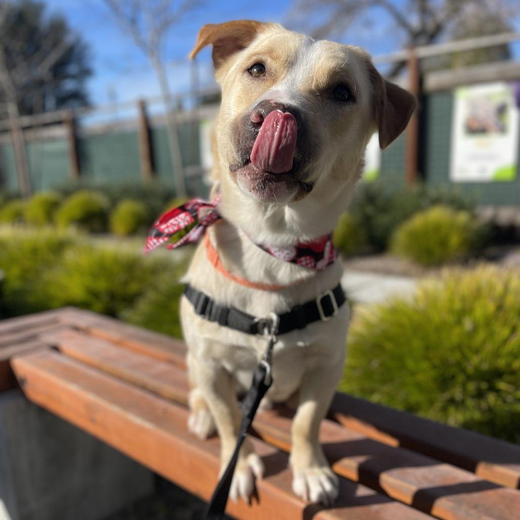Enlarge Baymax, a Adoptable mixed breed in Sonoma, CA image 2/6