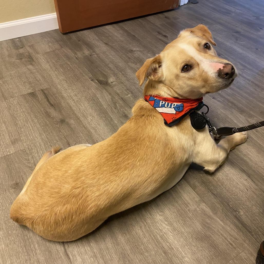 Enlarge Baymax, a Adoptable mixed breed in Sonoma, CA image 3/6