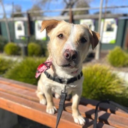 Enlarge Baymax, a Adoptable mixed breed in Sonoma, CA image 4/6