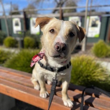 Enlarge Baymax, a Adoptable mixed breed in Sonoma, CA image 6/6