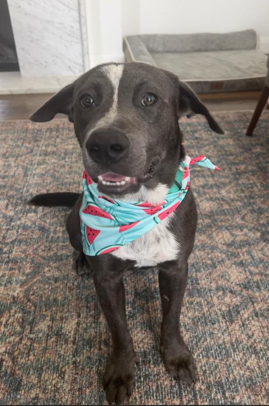 Enlarge Oreo, a Adopted mixed breed in Houston, TX image 1/3