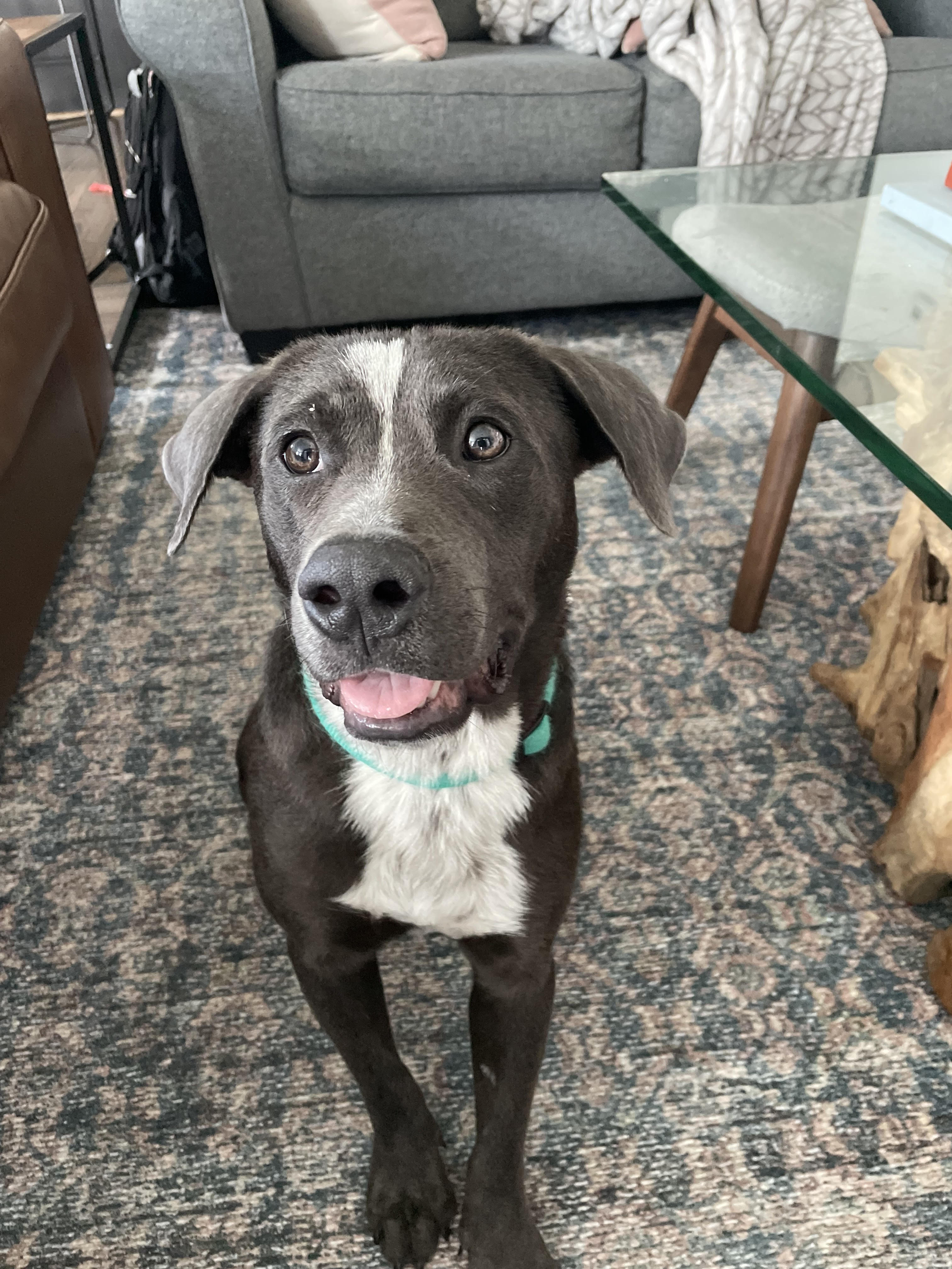 Enlarge Oreo, a Adopted mixed breed in Houston, TX image 2/3