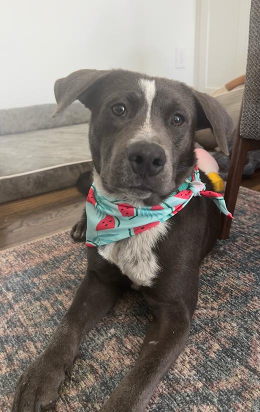 Enlarge Oreo, a Adopted mixed breed in Houston, TX image 3/3