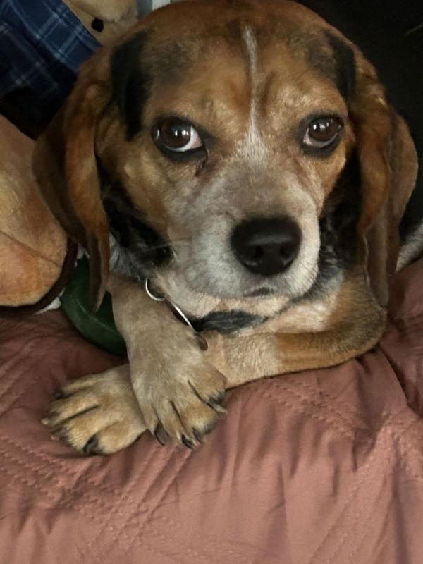 Charlie *Adoption Pending*, Adoptable, Young Male Beagle.