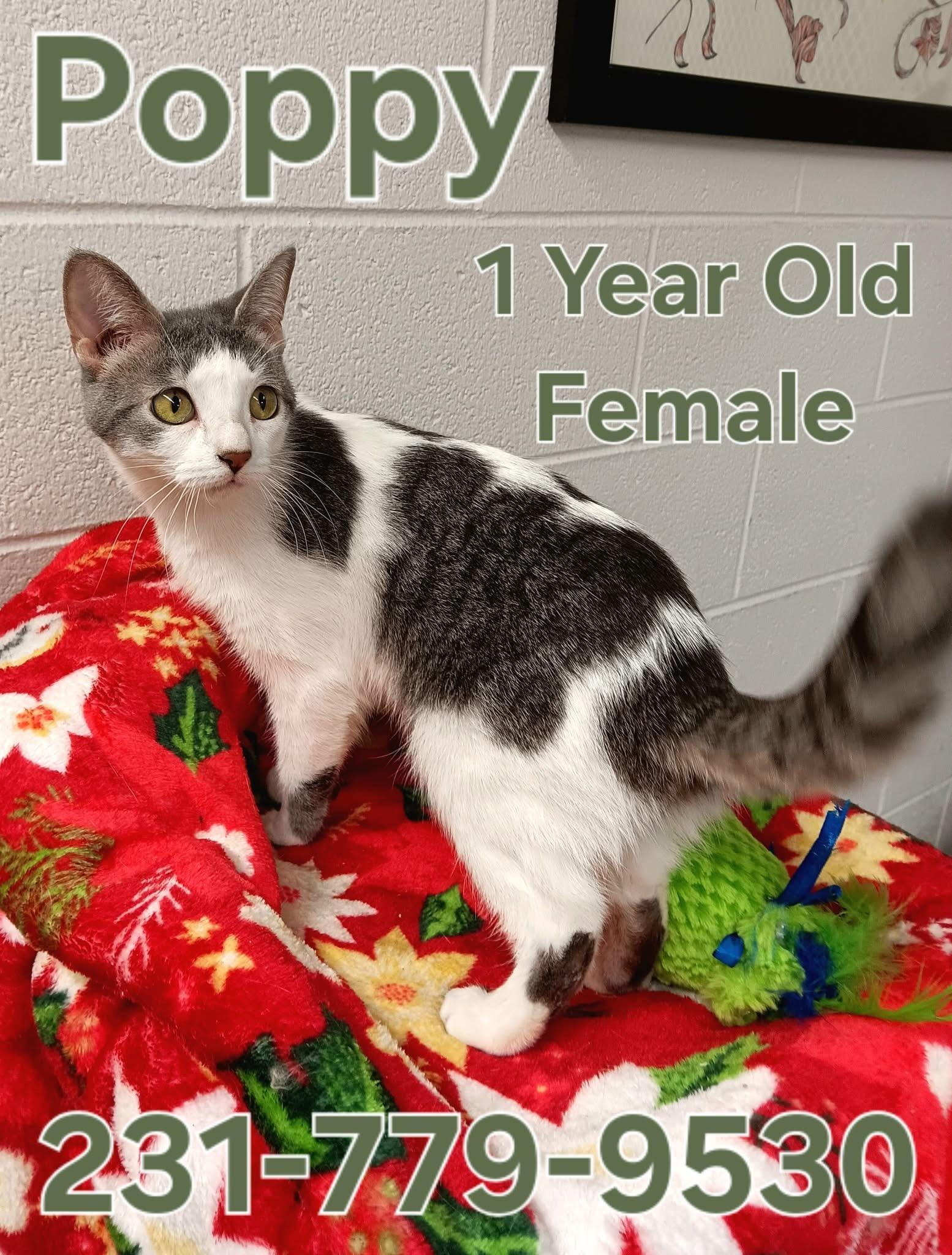 POPPY, ADOPTABLE, Young Female Domestic Short Hair.