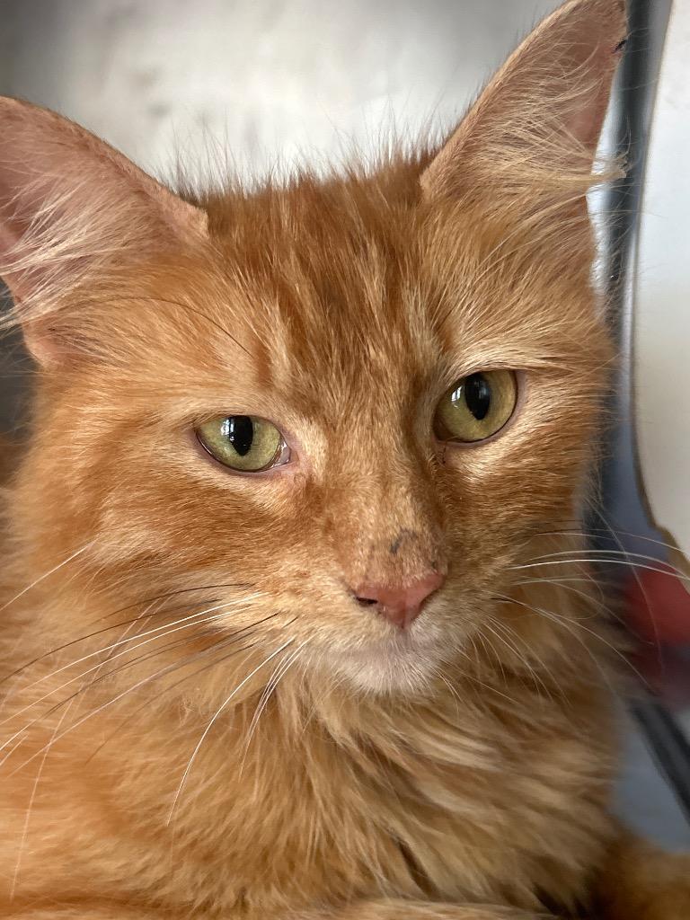 Tiger lilly, Adoptable, Adult Female Domestic Long Hair.