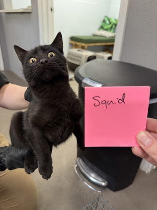 Squid — thumbnail 3