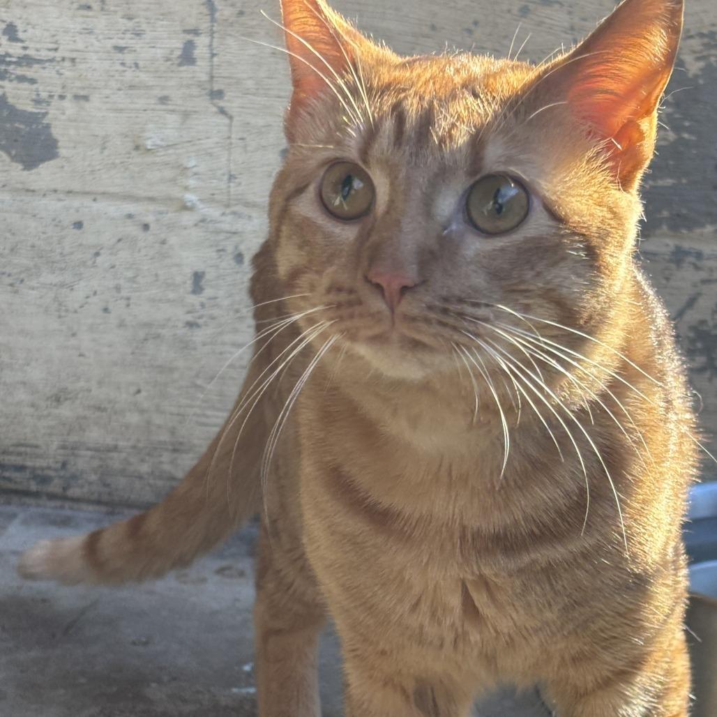 Blaze, Adoptable, Adult Male Domestic Medium Hair & Domestic Short Hair.