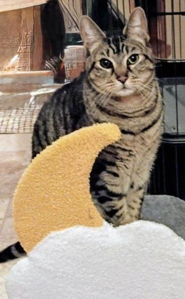 Enlarge Ayden, a ADOPTABLE Tabby in Syracuse, NY image 5/5