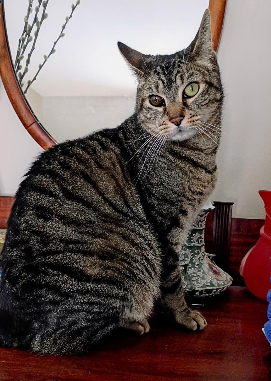 Enlarge Ayden, a ADOPTABLE Tabby in Syracuse, NY image 1/5