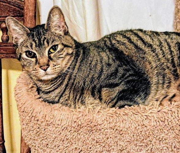 Enlarge Ayden, a ADOPTABLE Tabby in Syracuse, NY image 4/5