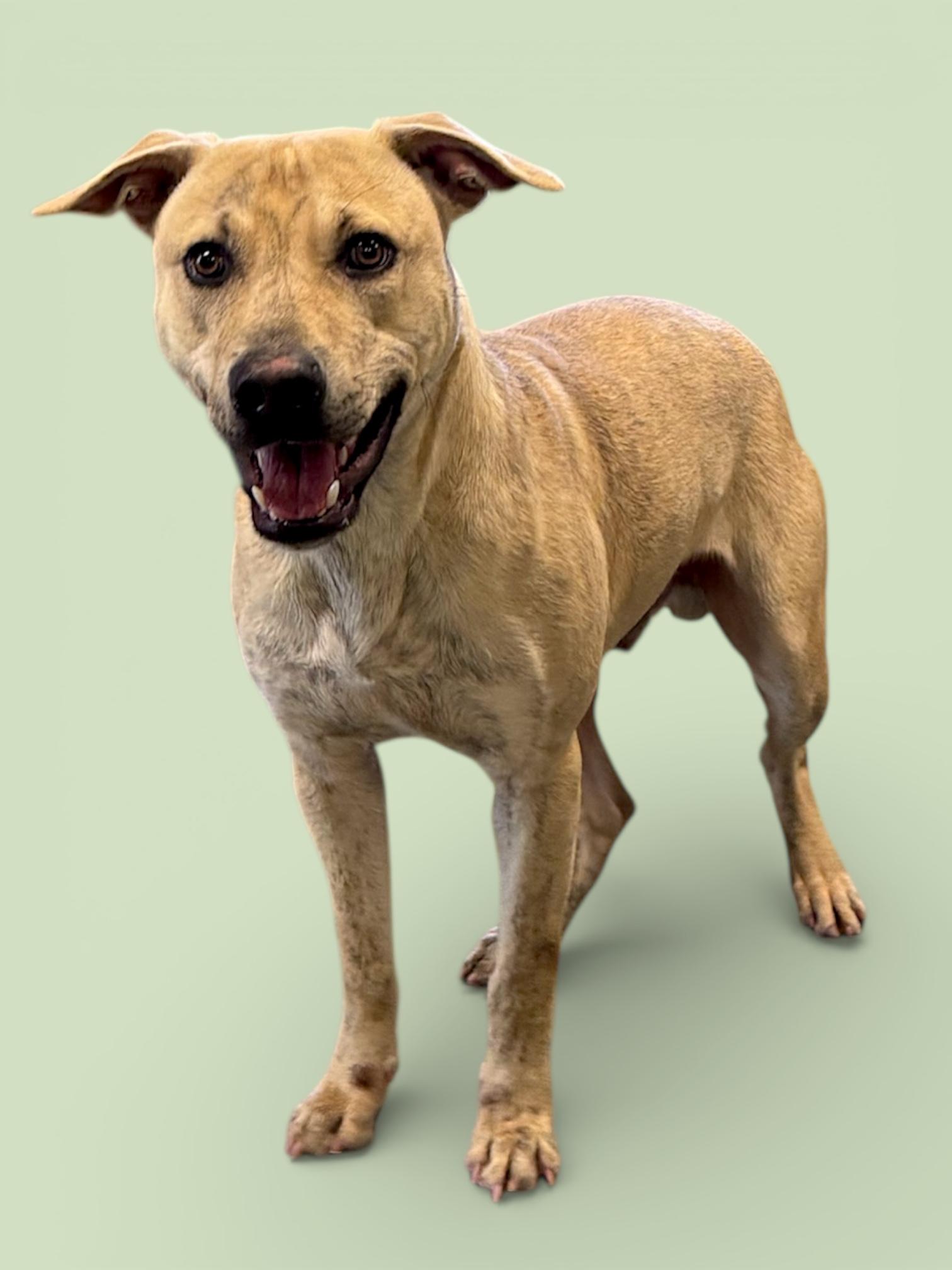 Lucas, a ADOPTABLE mixed breed in Troy, AL image 1/3