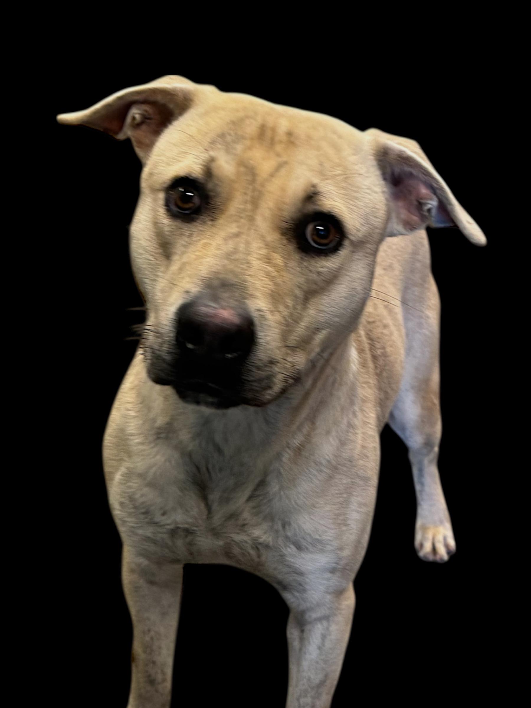 Lucas, a ADOPTABLE mixed breed in Troy, AL image 3/3