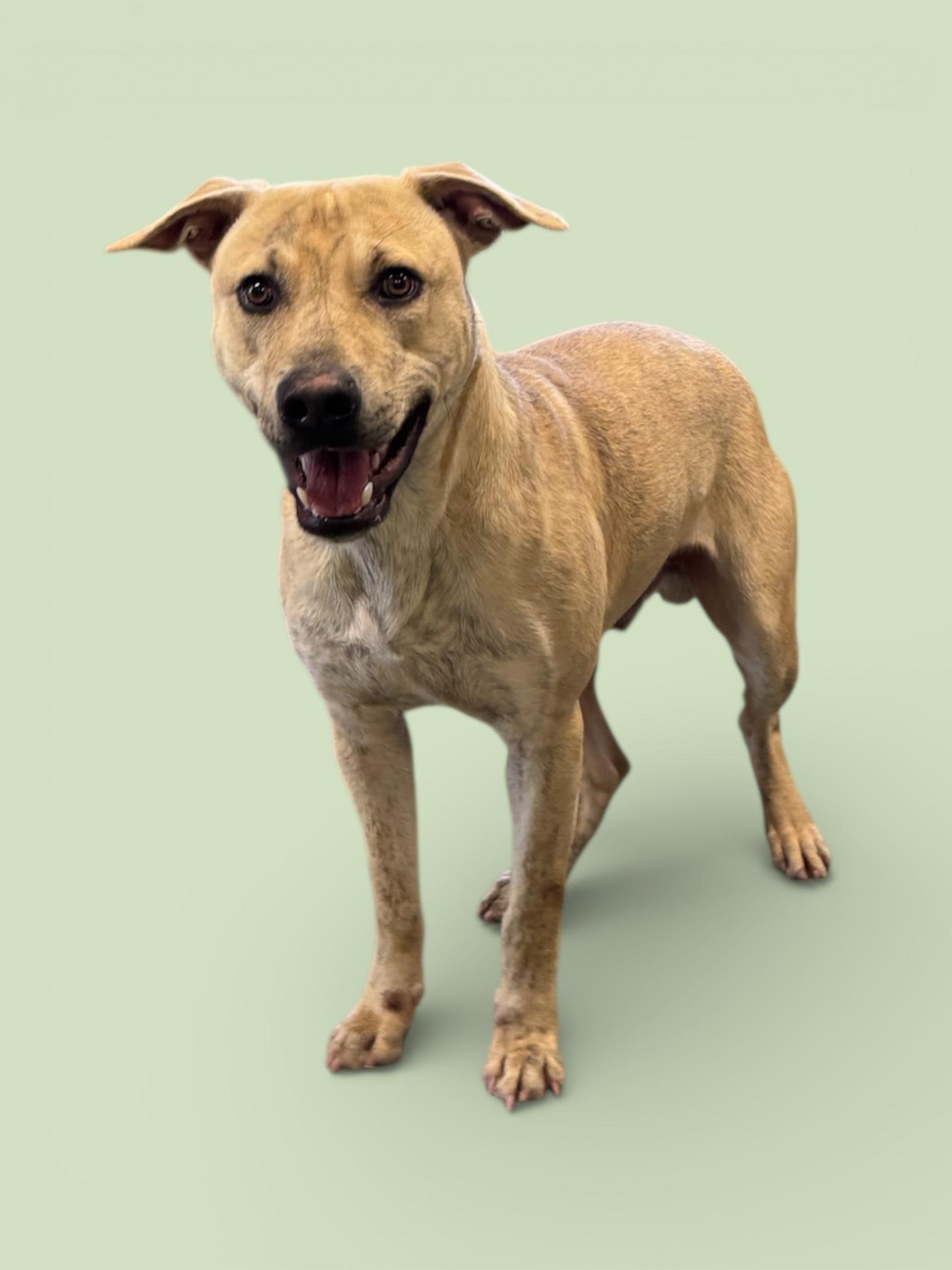 Lucas, a ADOPTABLE mixed breed in Troy, AL image 2/3