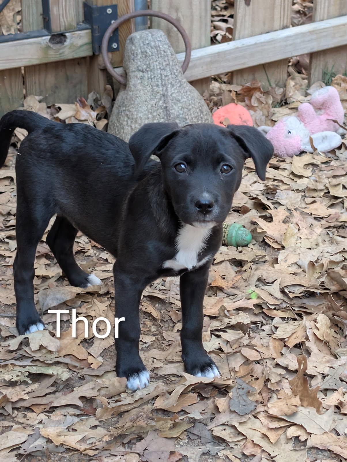 Thor, a Adoptable mixed breed in Pembroke, MA image 1/2