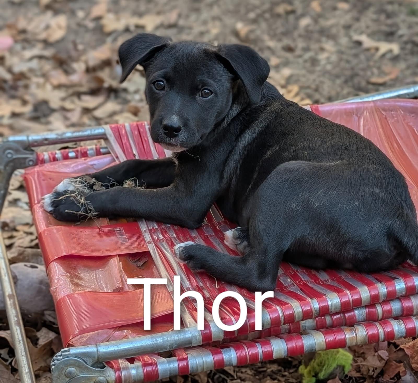 Thor, a Adoptable mixed breed in Pembroke, MA image 2/2