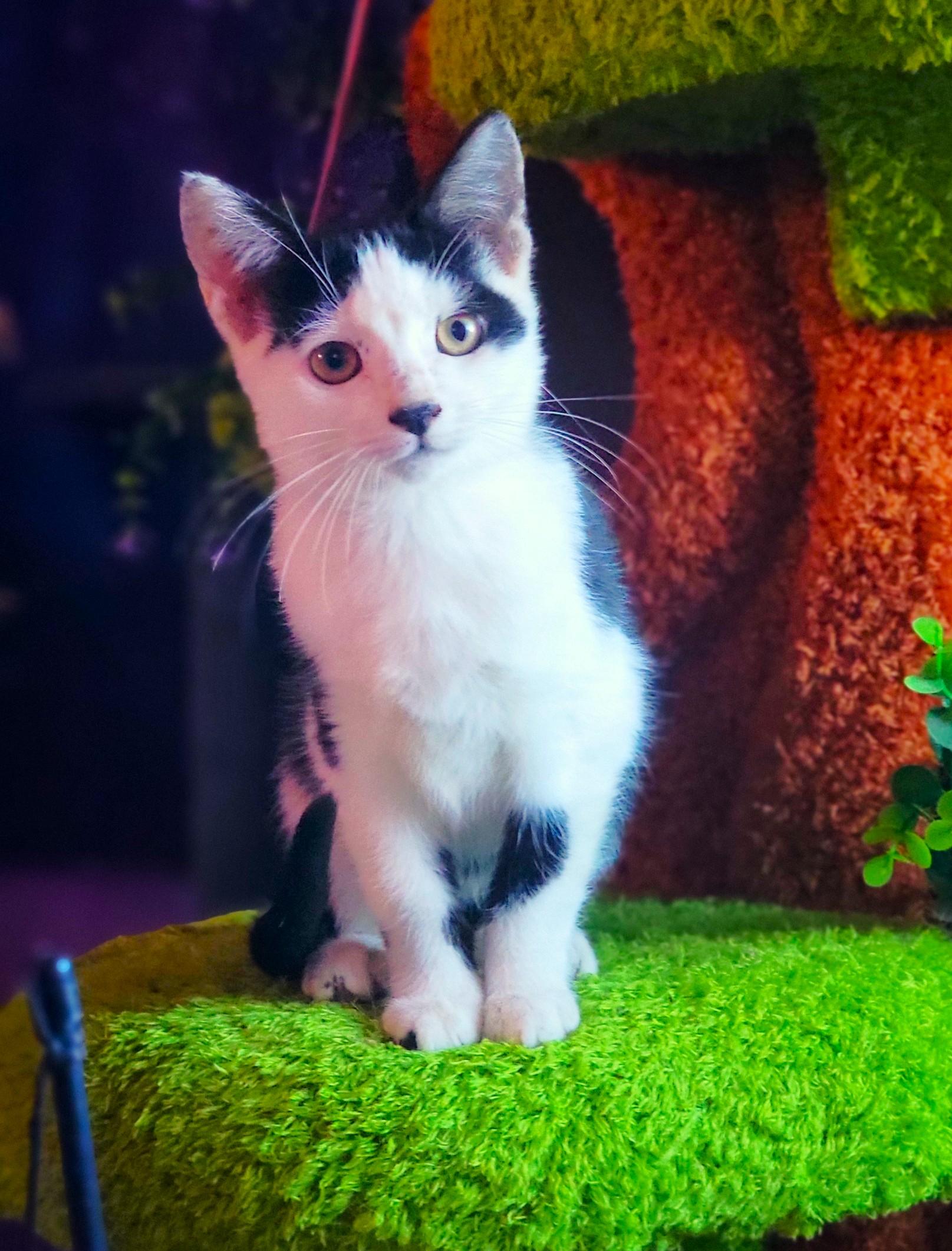 Enlarge Alma, a Adoptable Domestic Short Hair in Washoe Valley, NV image 1/1