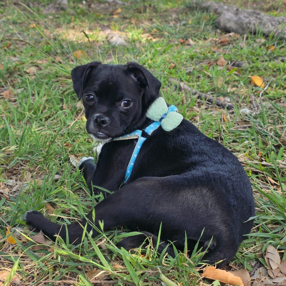 Husk, an adopted mixed breed in Tijuana, BCN image 3/6