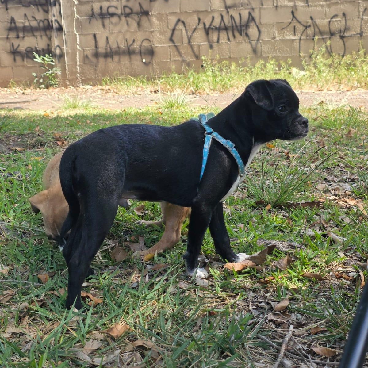 Husk, an adopted mixed breed in Tijuana, BCN image 4/6