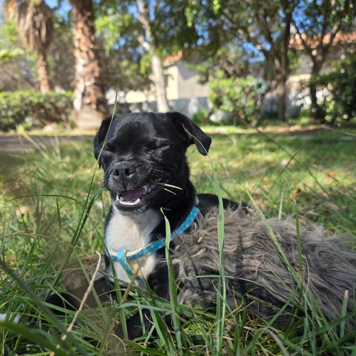 Husk, an adopted mixed breed in Tijuana, BCN image 6/6