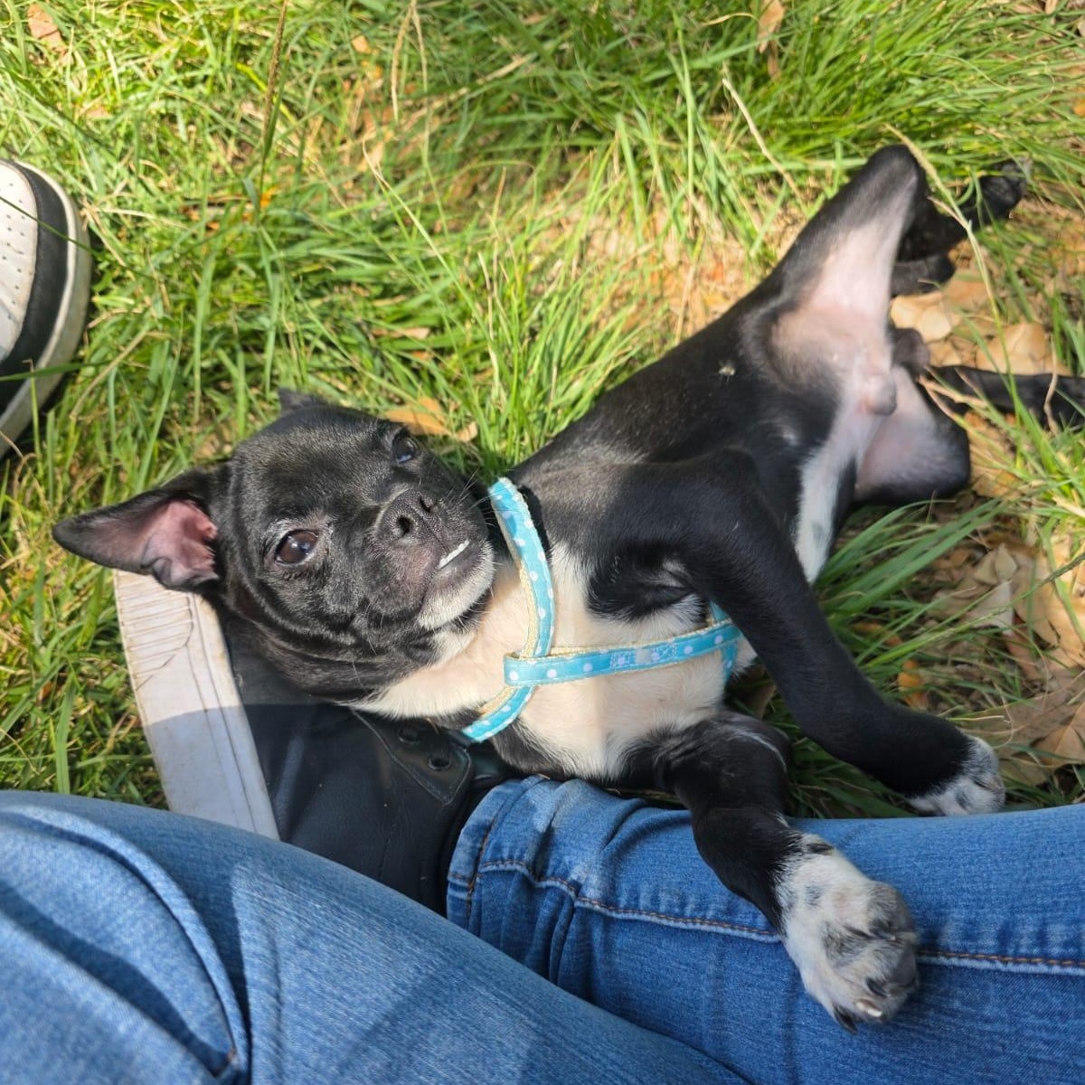 Husk, an adopted mixed breed in Tijuana, BCN image 5/6