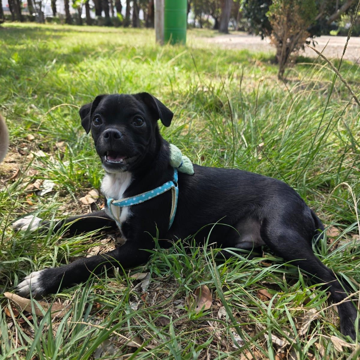 Husk, adopted, Young Male Chihuahua & Pug.