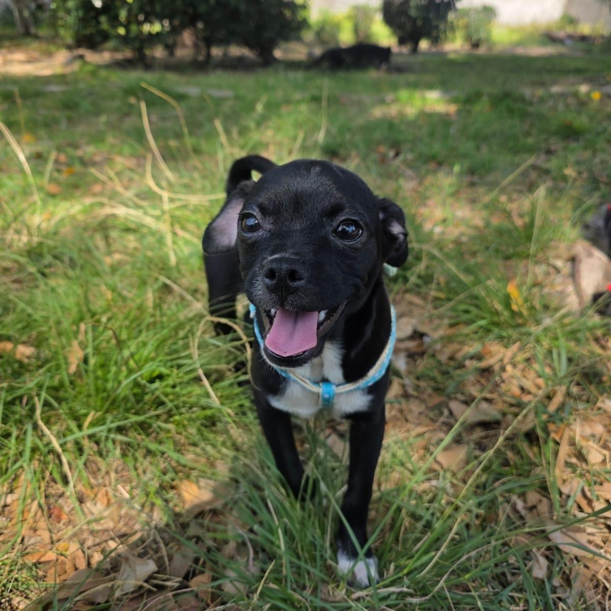 Husk, an adopted mixed breed in Tijuana, BCN image 2/6