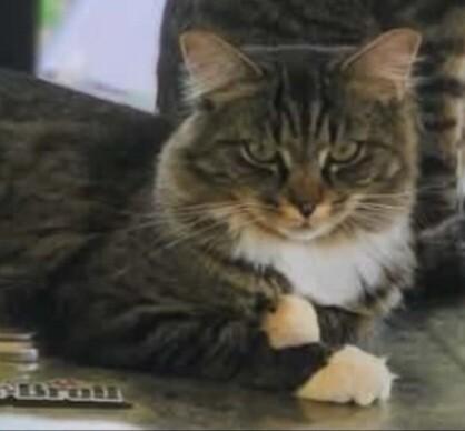 Noodles, Adoptable, Adult Male Domestic Long Hair.