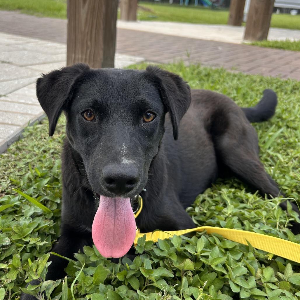 Clifton, Adoptable, Young Male Retriever & Australian Cattle Dog / Blue Heeler.