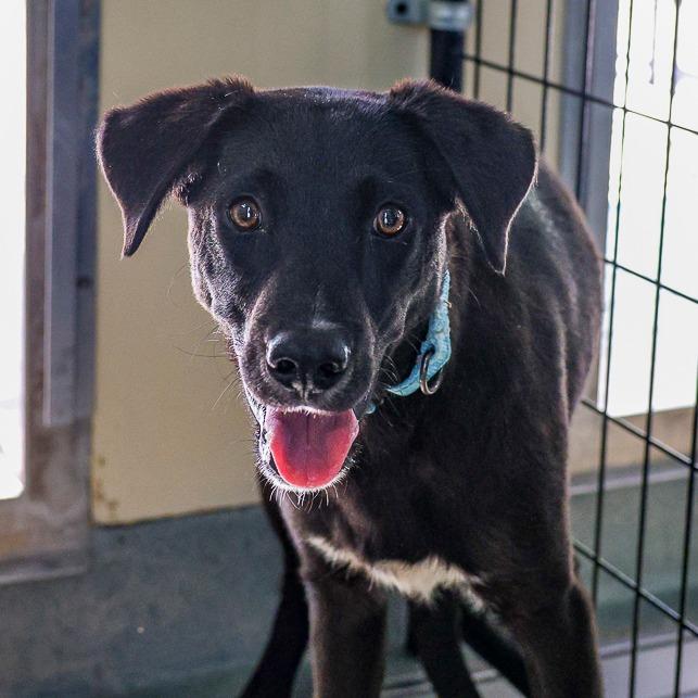 Clifton, a Adoptable mixed breed in Bradenton, FL image 2/3