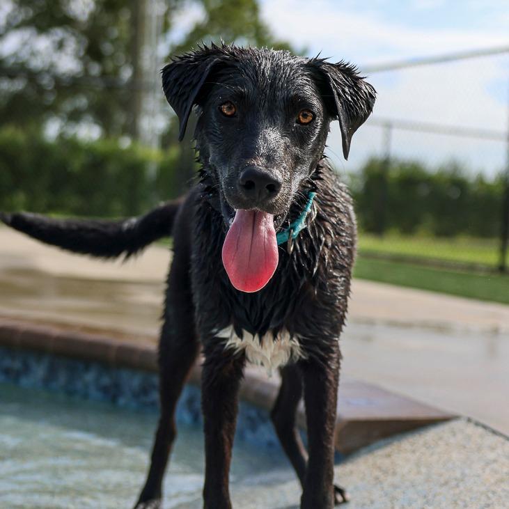 Clifton, a Adoptable mixed breed in Bradenton, FL image 3/3