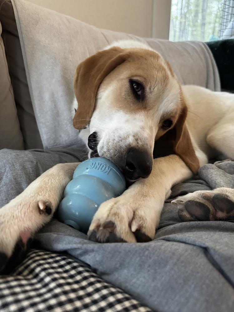 Tommy AKA Tucker, a Adoptable mixed breed in Manhattan, NY image 2/4